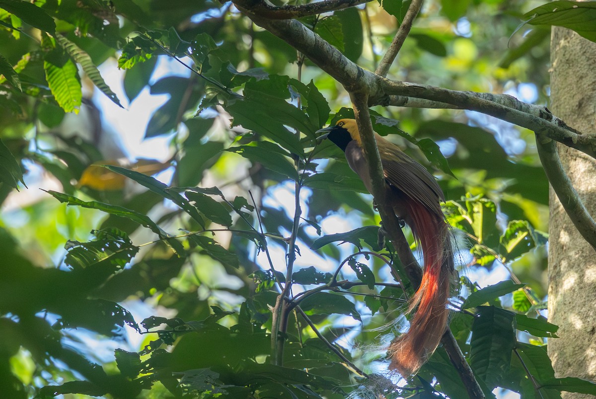 Goldie's Bird-of-Paradise - ML640349104