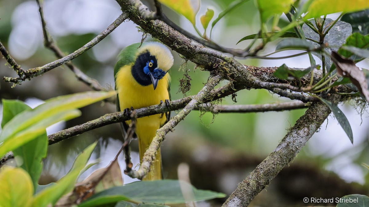 Green Jay - ML640349105