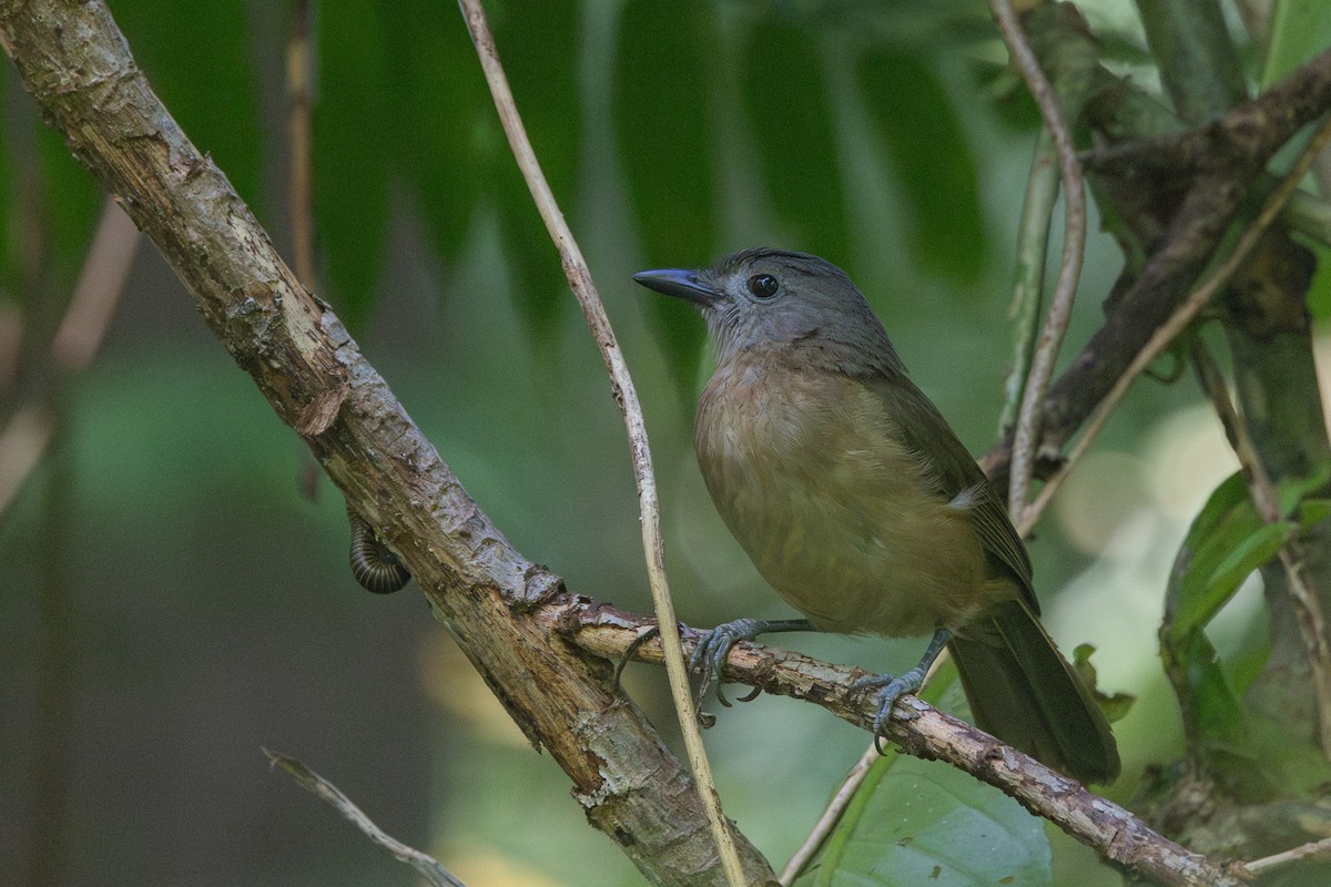 Variable Shrikethrush - ML640349108