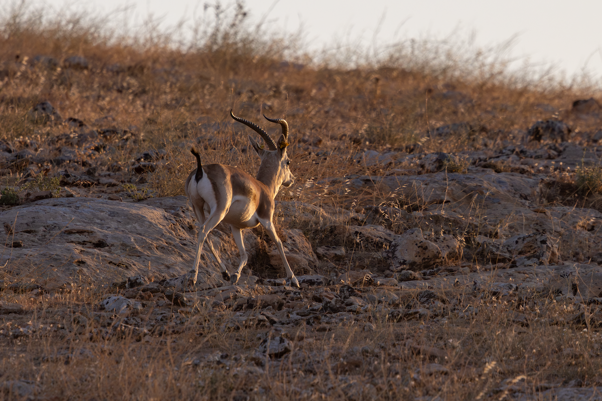 Sand Gazelle - ML640349111