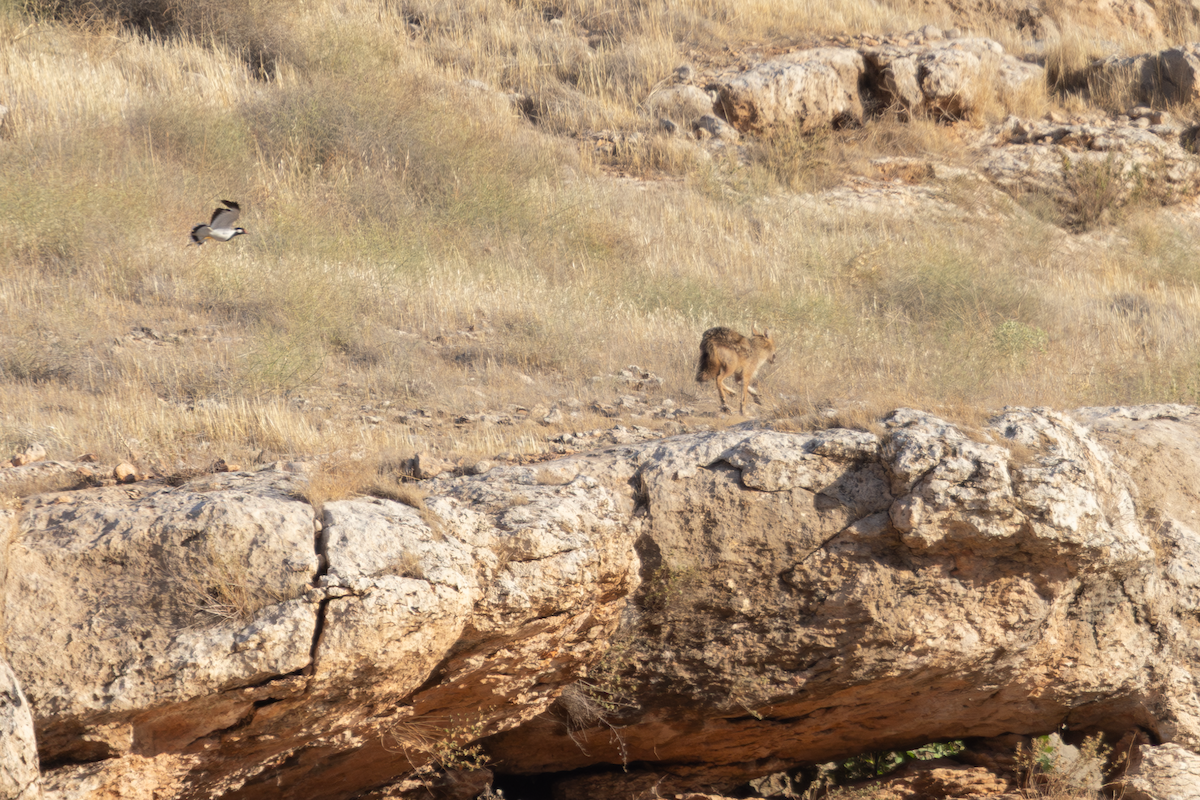 Golden Jackal - ML640349112