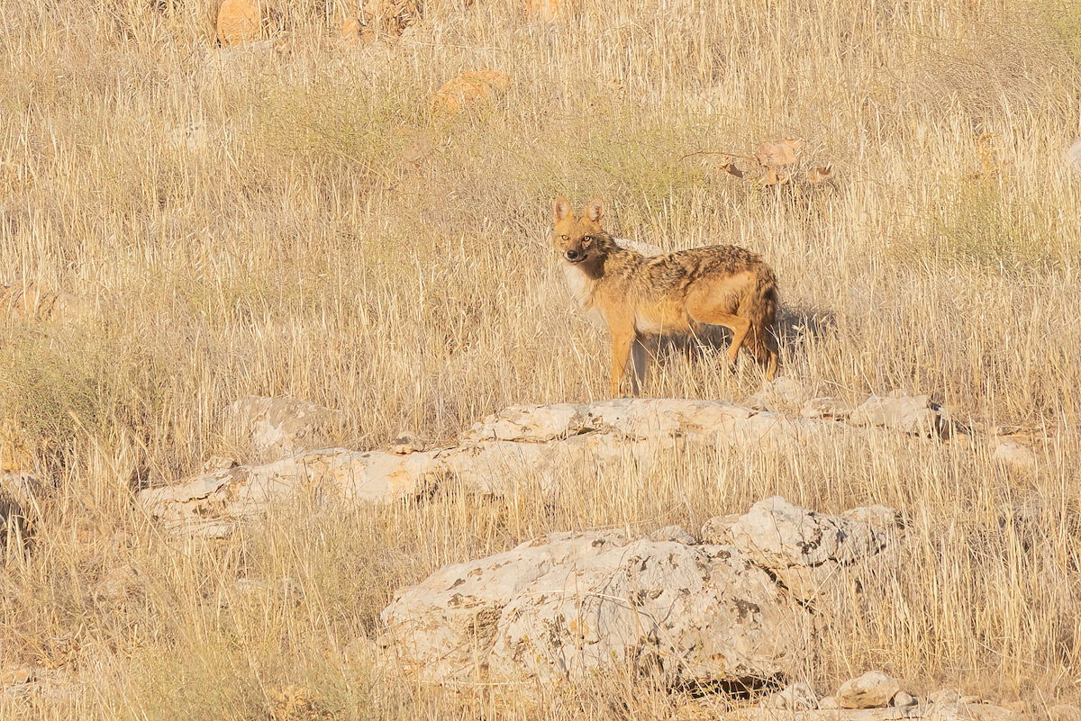 Golden Jackal - ML640349113