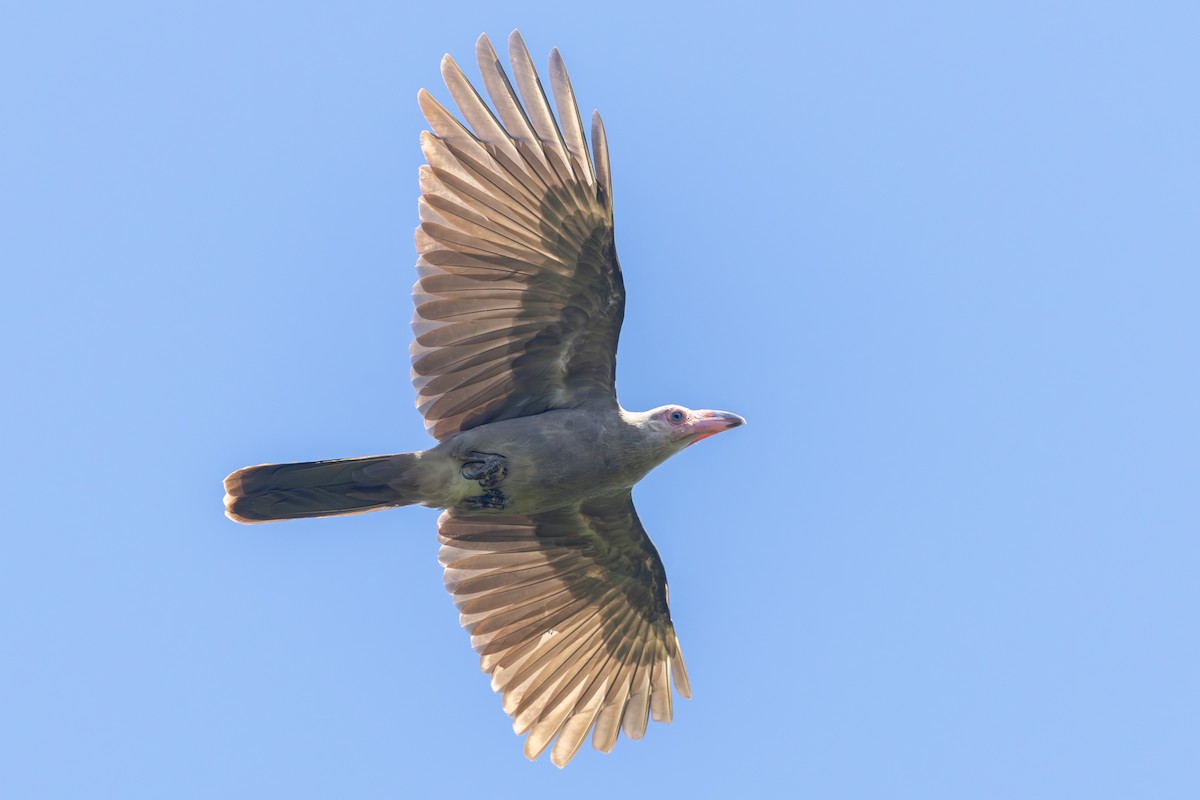 Gray Crow - ML640349126