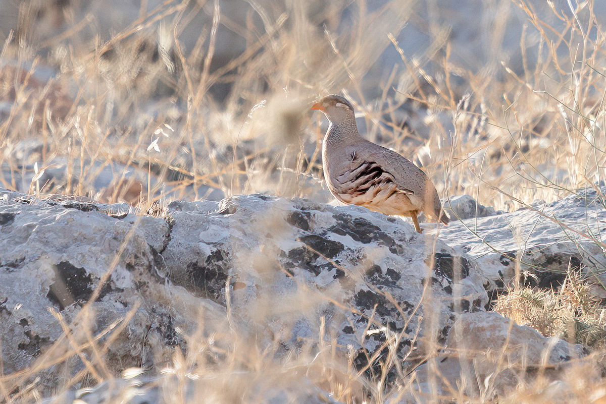 See-see Partridge - ML640349144