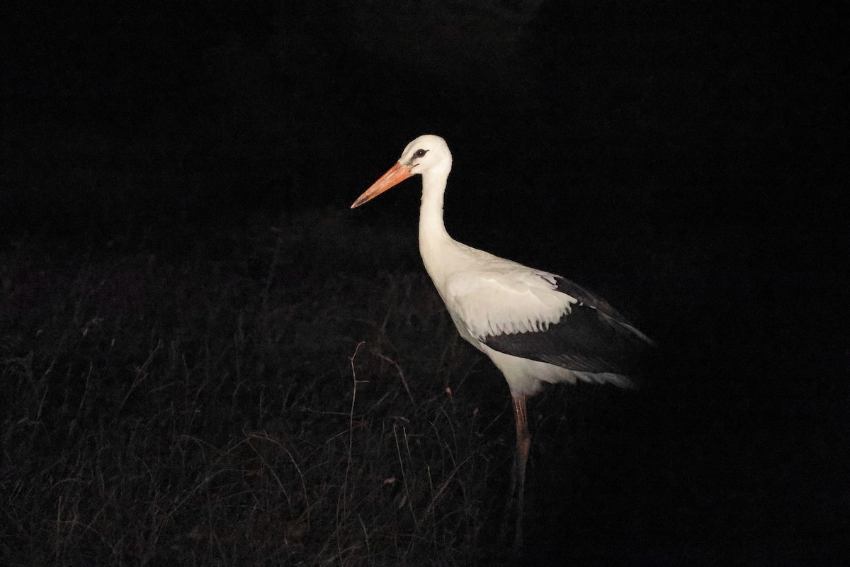 White Stork - ML640349167