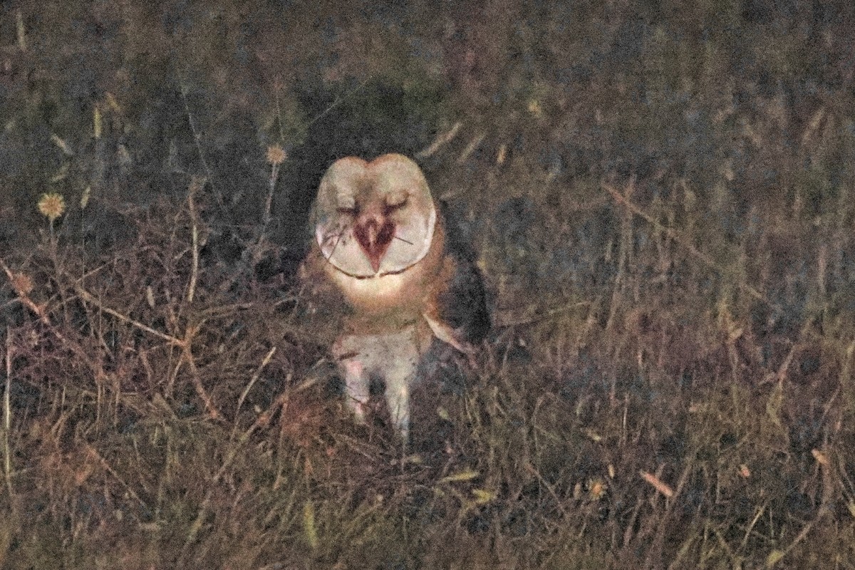 Western Barn Owl - ML640349171