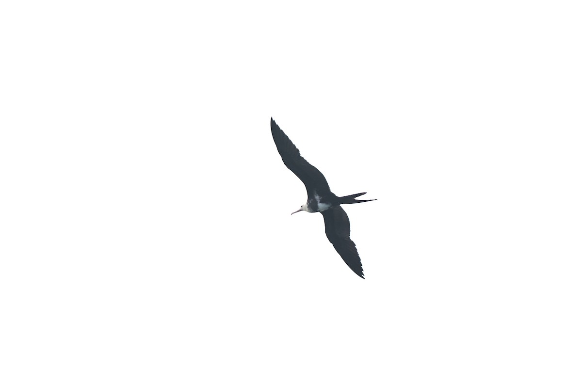 Christmas Island Frigatebird - ML640349174
