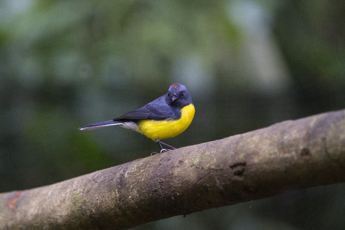 Slate-throated Redstart - ML640349175