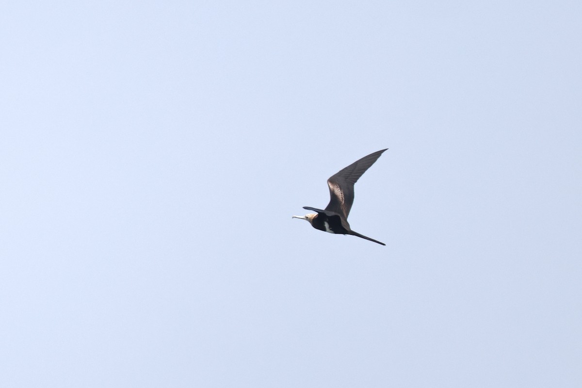 Christmas Island Frigatebird - ML640349176