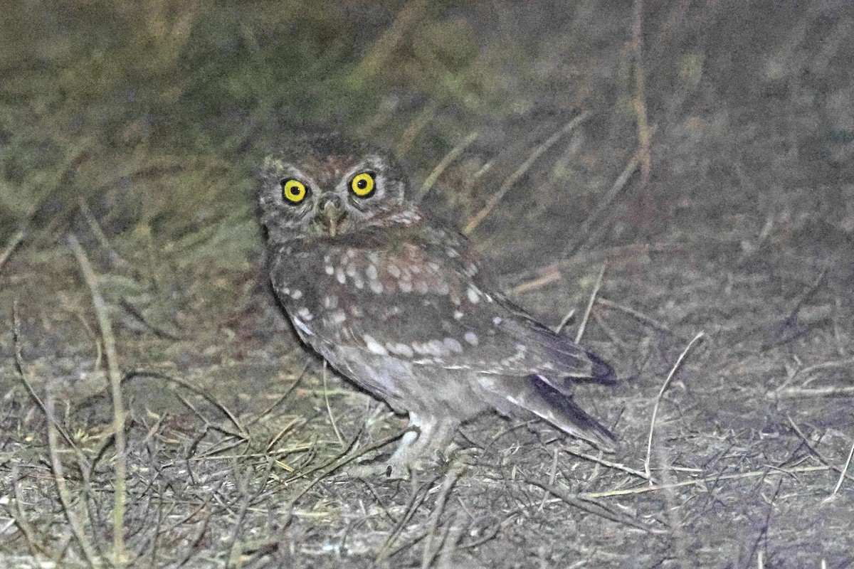 Little Owl - ML640349177