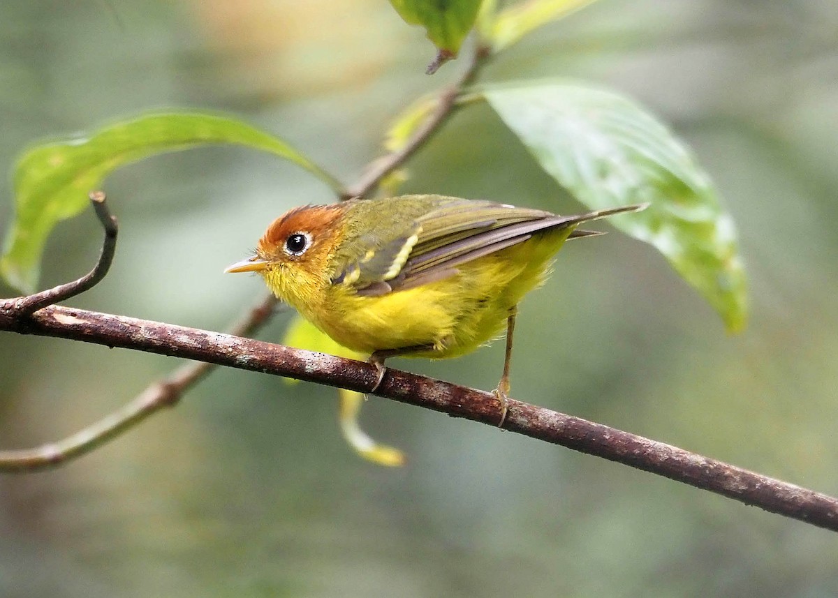 Yellow-breasted Warbler - ML640349244