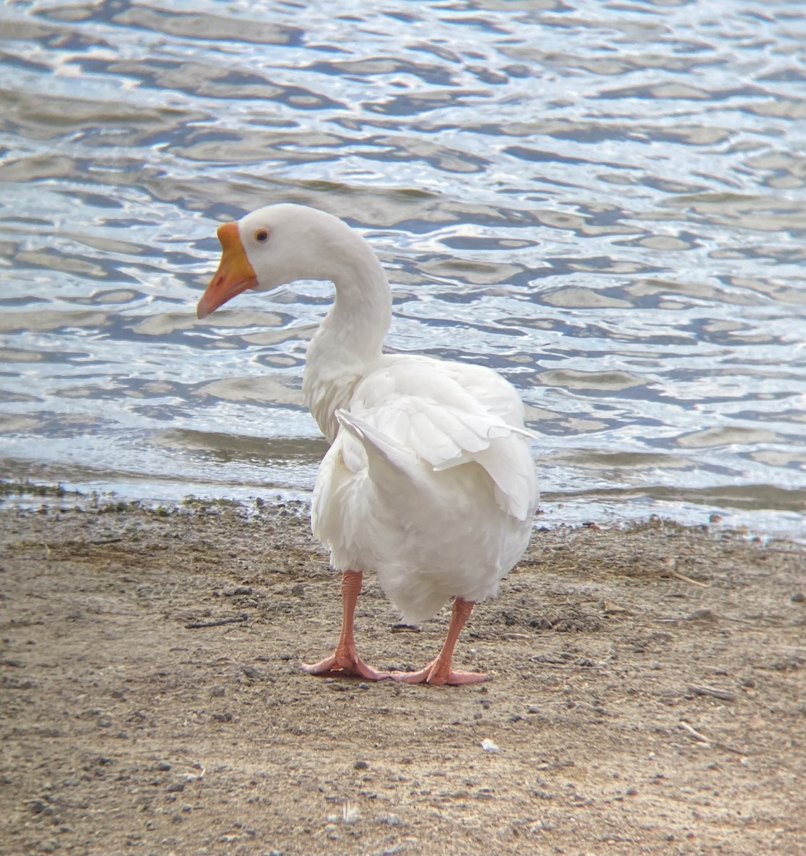 Swan Goose (Domestic type) - ML640349251