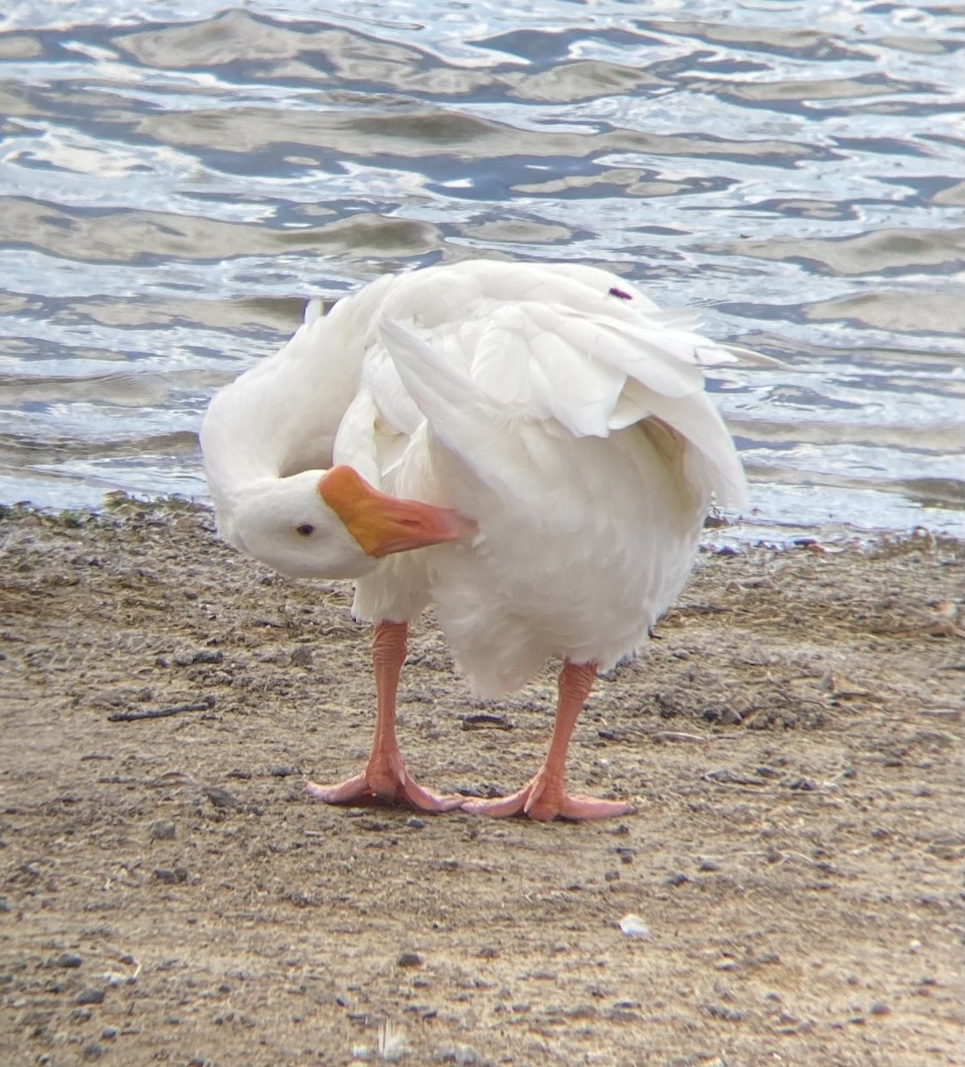 Swan Goose (Domestic type) - ML640349256