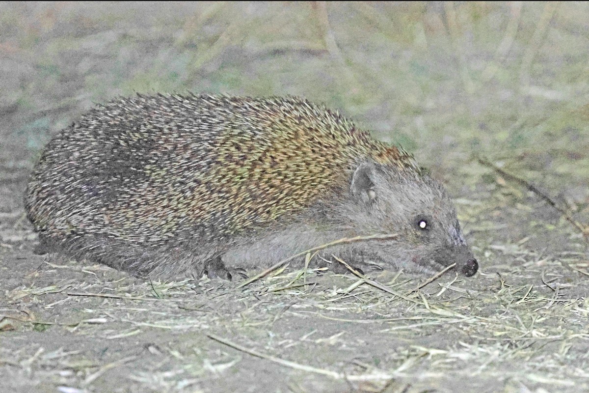 Southern White-breasted Hedgehog - ML640349264