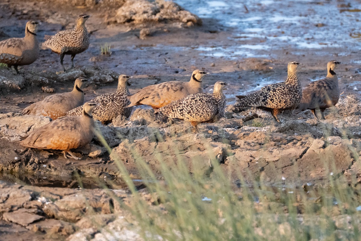 Yellow-throated Sandgrouse - ML640349286