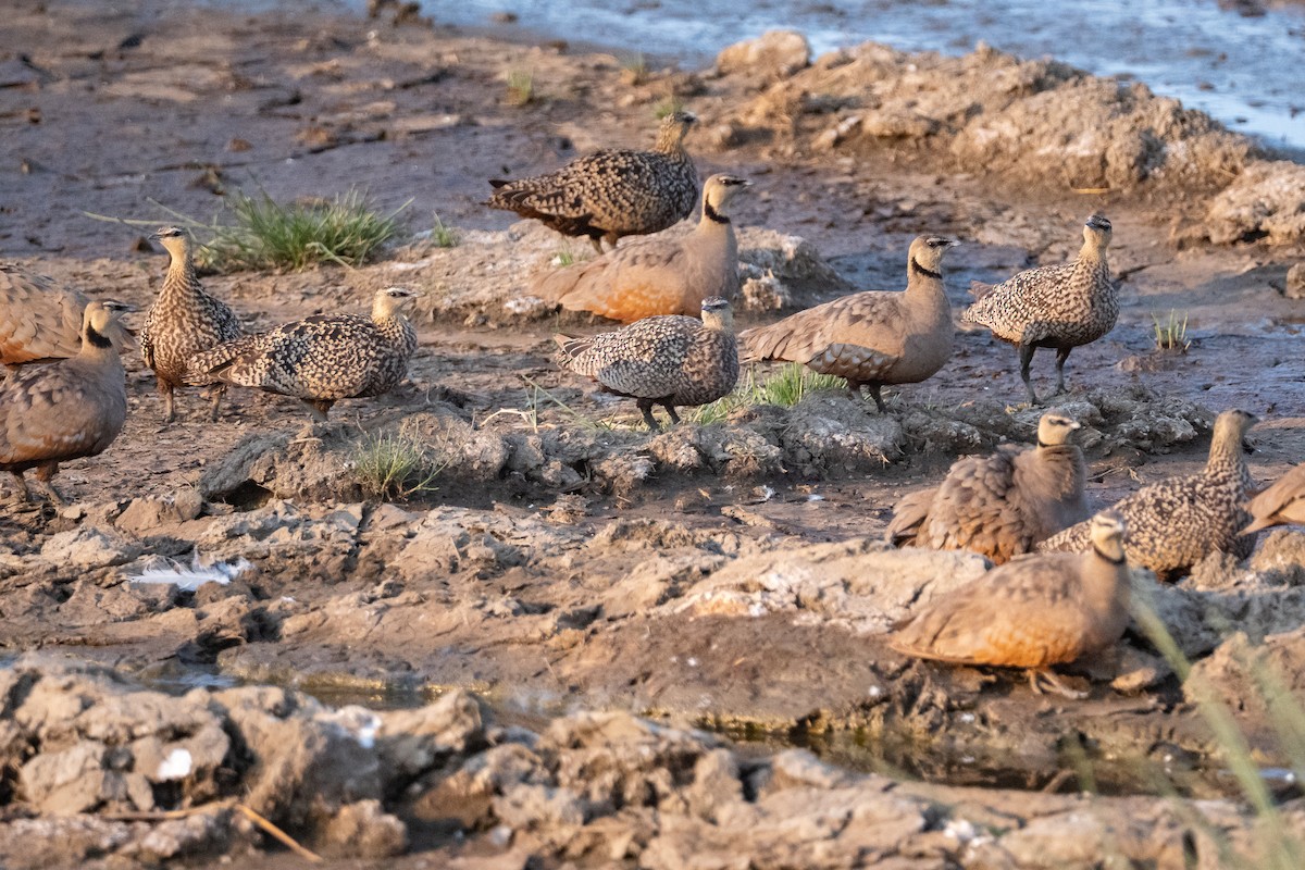 Yellow-throated Sandgrouse - ML640349287