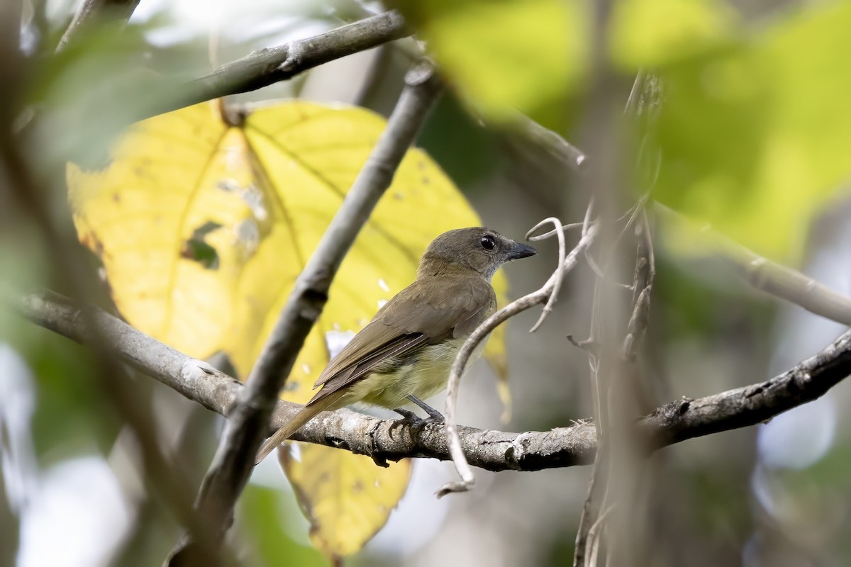 Gray Whistler - ML640349307