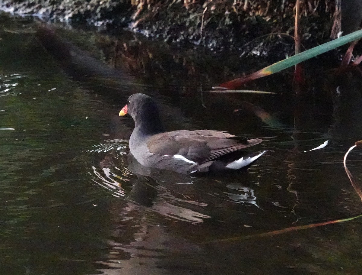 Eurasian Moorhen - ML640349315