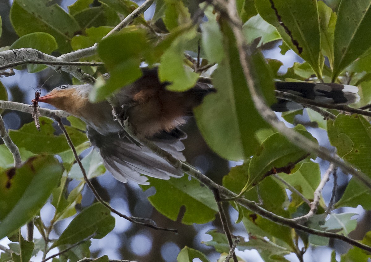 Red-billed Malkoha - ML640349366