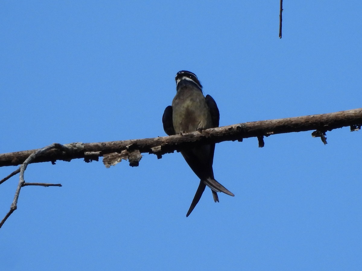 Whiskered Treeswift - ML640349367