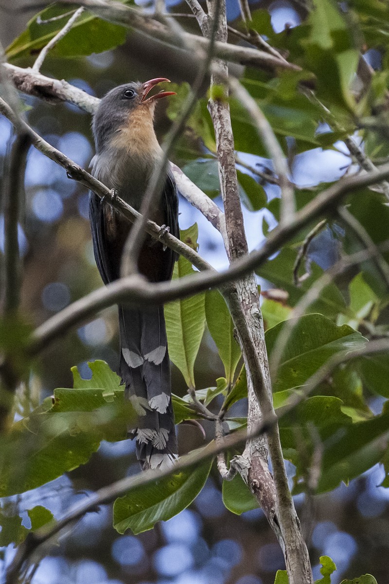 Red-billed Malkoha - ML640349368