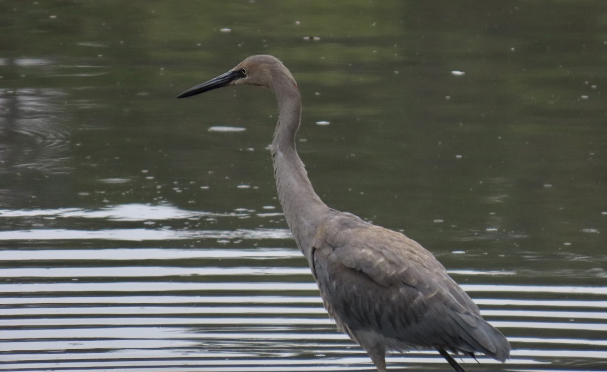 Reddish Egret - ML640349403