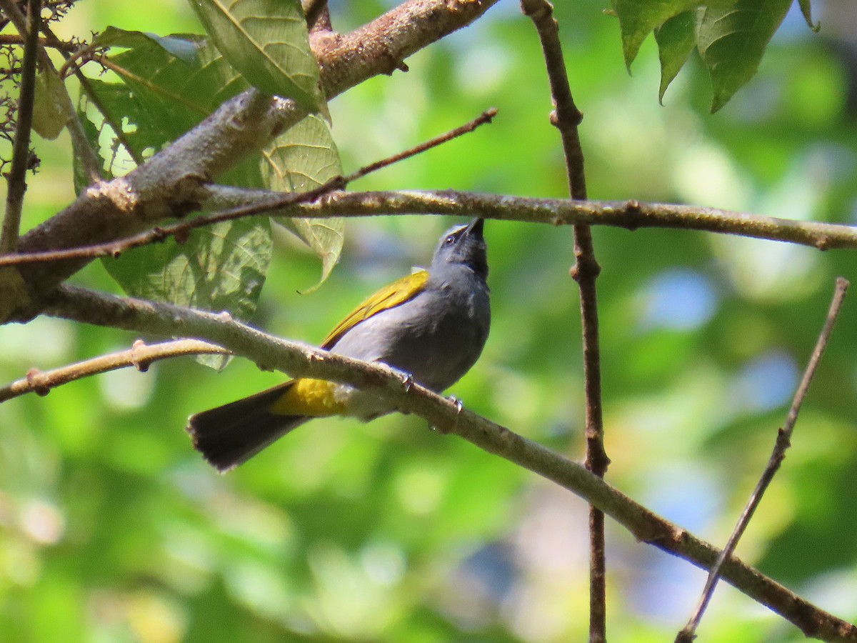 Gray-bellied Bulbul - ML640349404