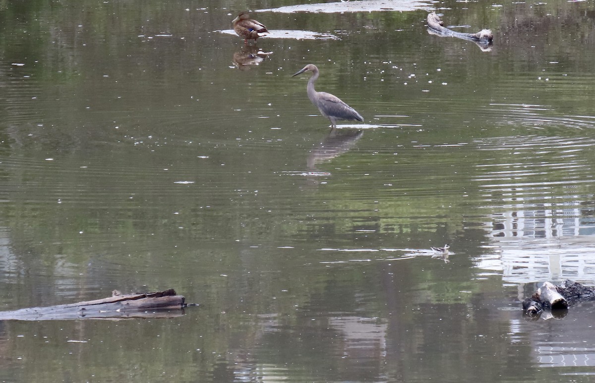 Reddish Egret - ML640349407