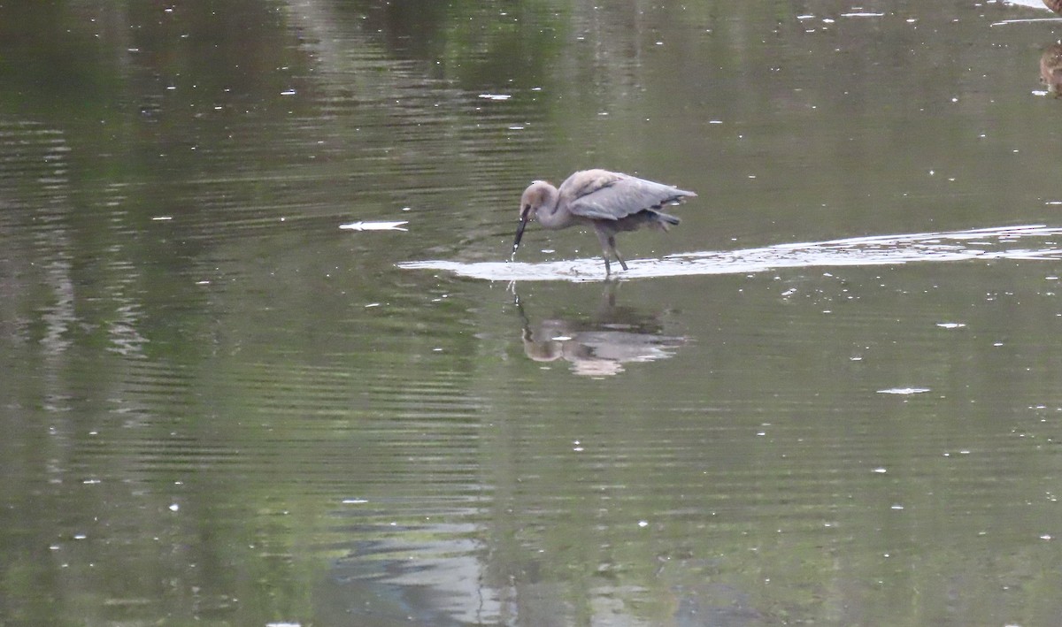 Reddish Egret - ML640349408