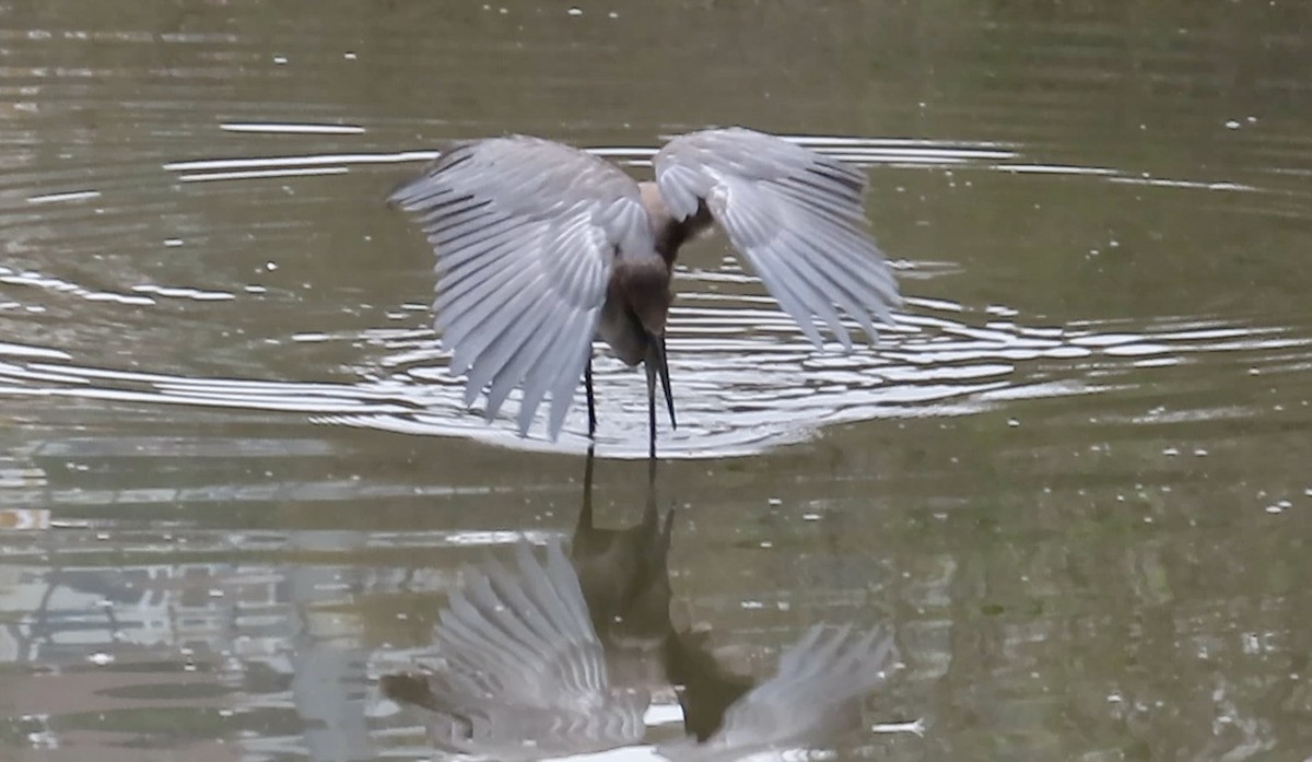 Reddish Egret - ML640349410