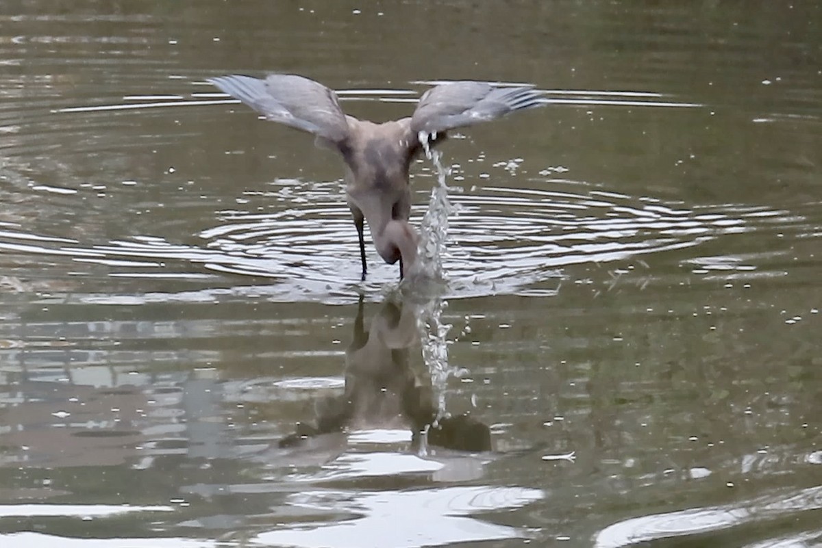 Reddish Egret - ML640349412