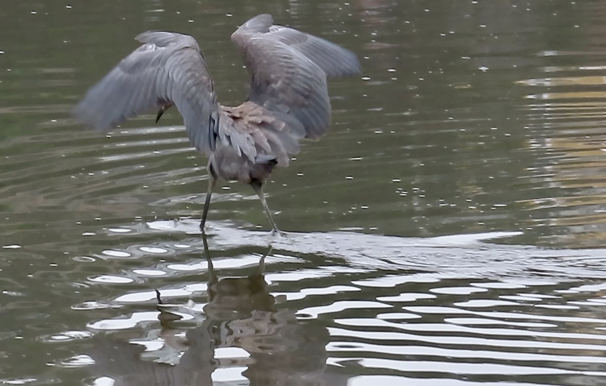 Reddish Egret - ML640349414