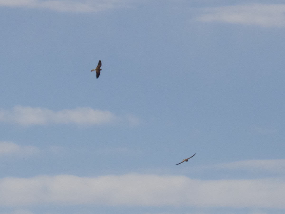 Nankeen Kestrel - ML640349429