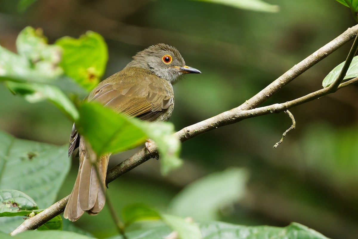 Spectacled Bulbul - ML640349443