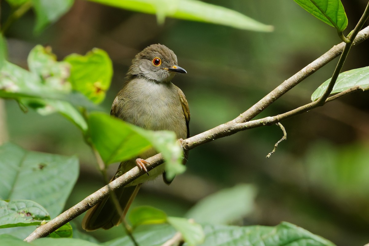 Spectacled Bulbul - ML640349471