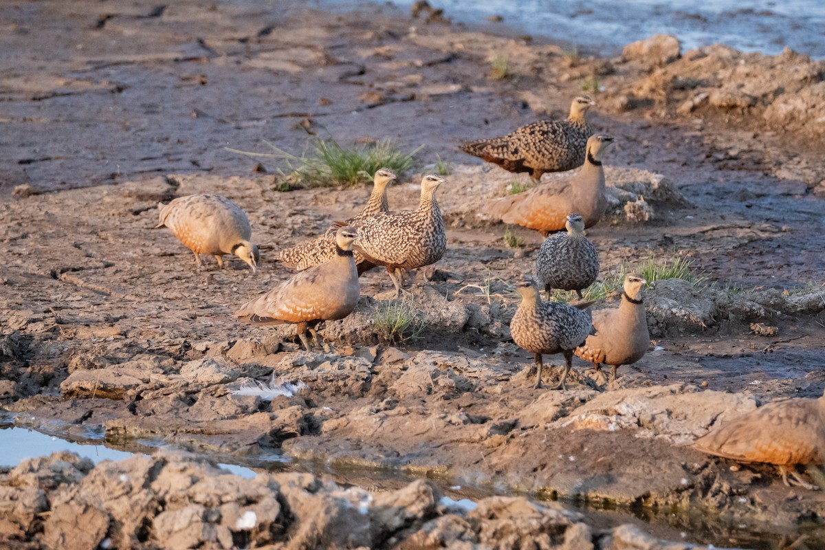 Yellow-throated Sandgrouse - ML640349490