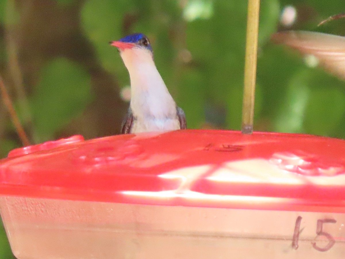 Violet-crowned Hummingbird - ML640349585