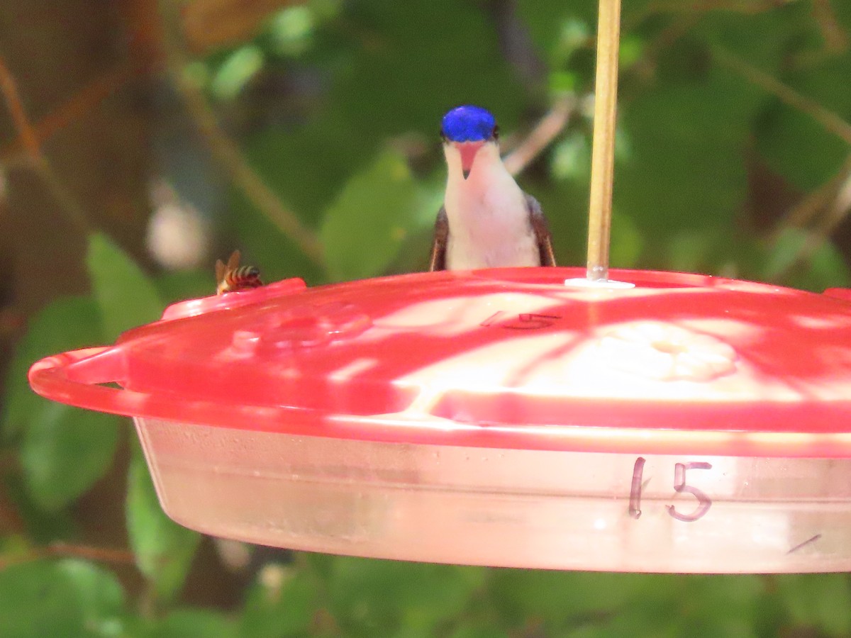 Violet-crowned Hummingbird - ML640349586