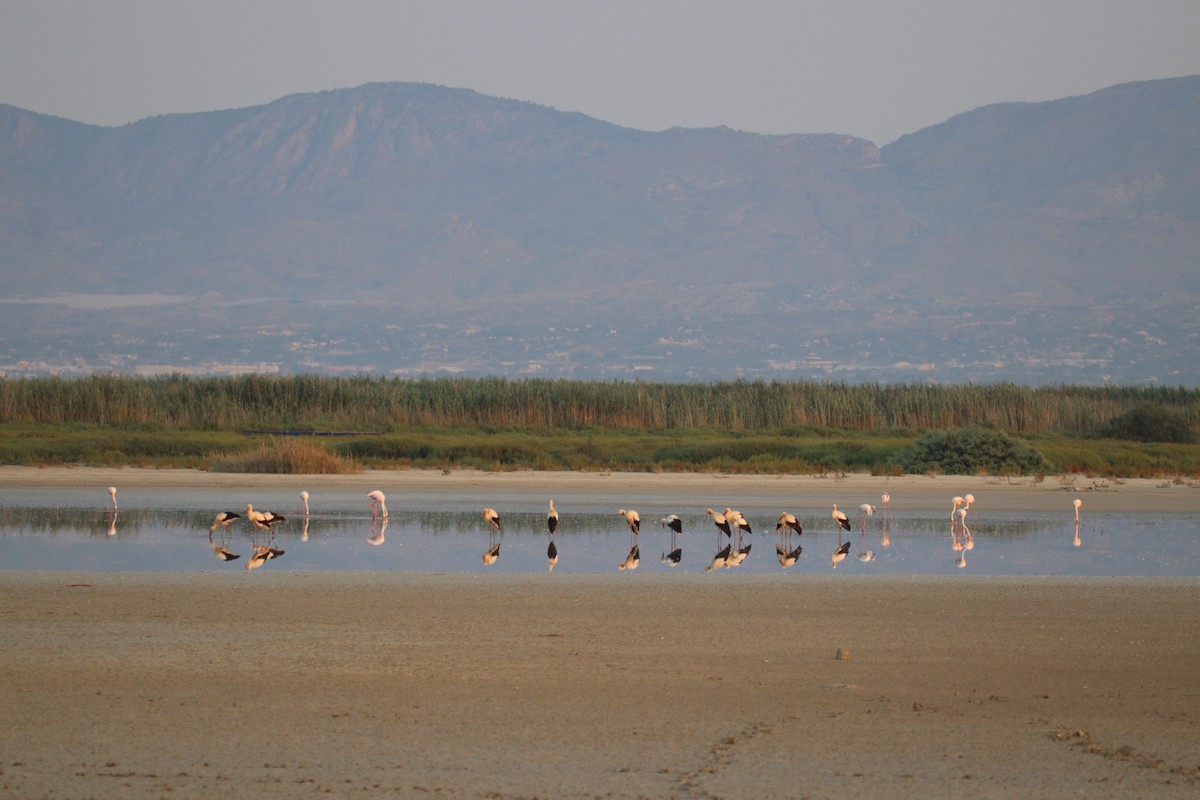 čáp bílý - ML640349594