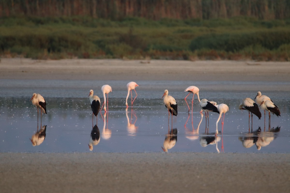 čáp bílý - ML640349595