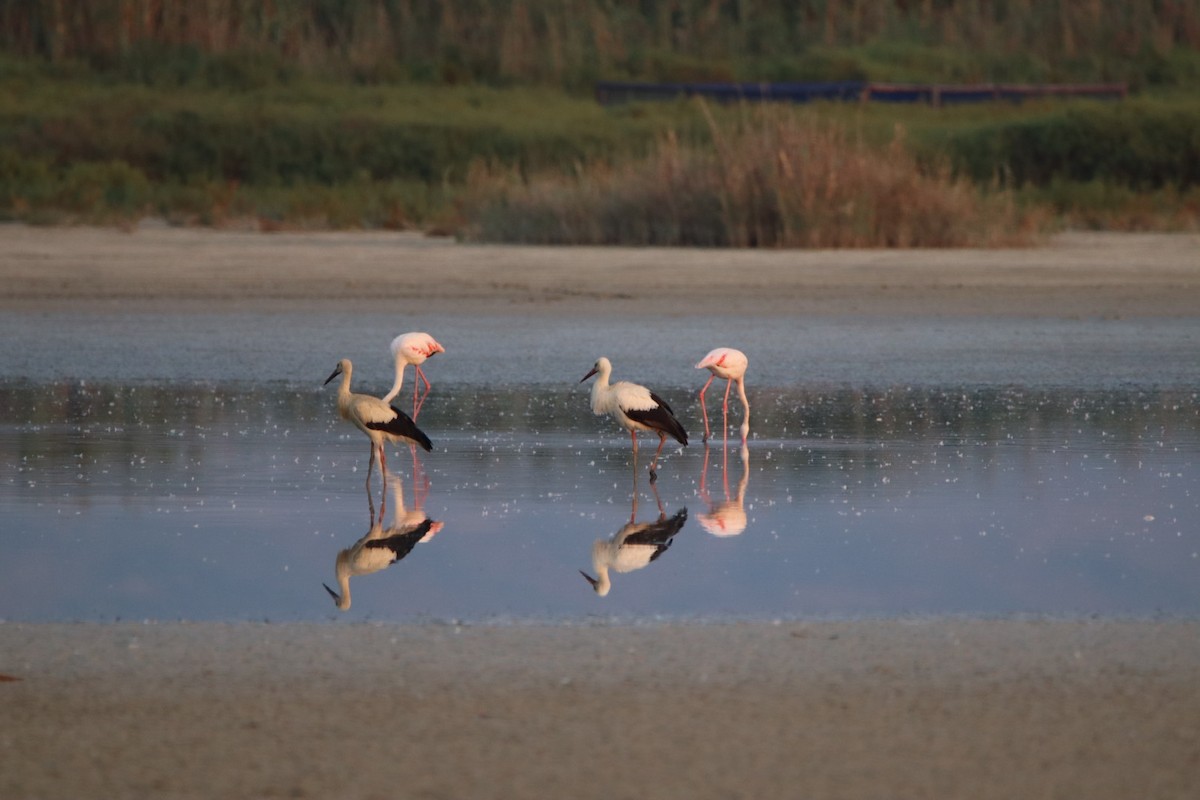 čáp bílý - ML640349596