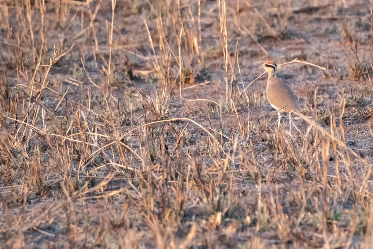Temminck's Courser - ML640349647