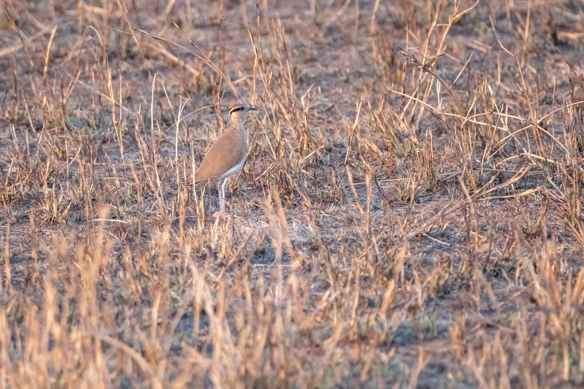 Temminck's Courser - ML640349648