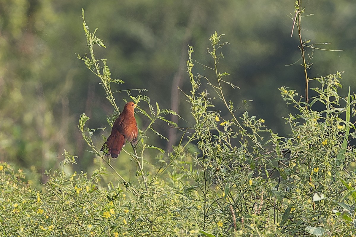 Little Cuckoo - ML640349686