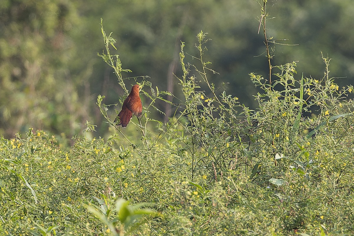 Little Cuckoo - ML640349687