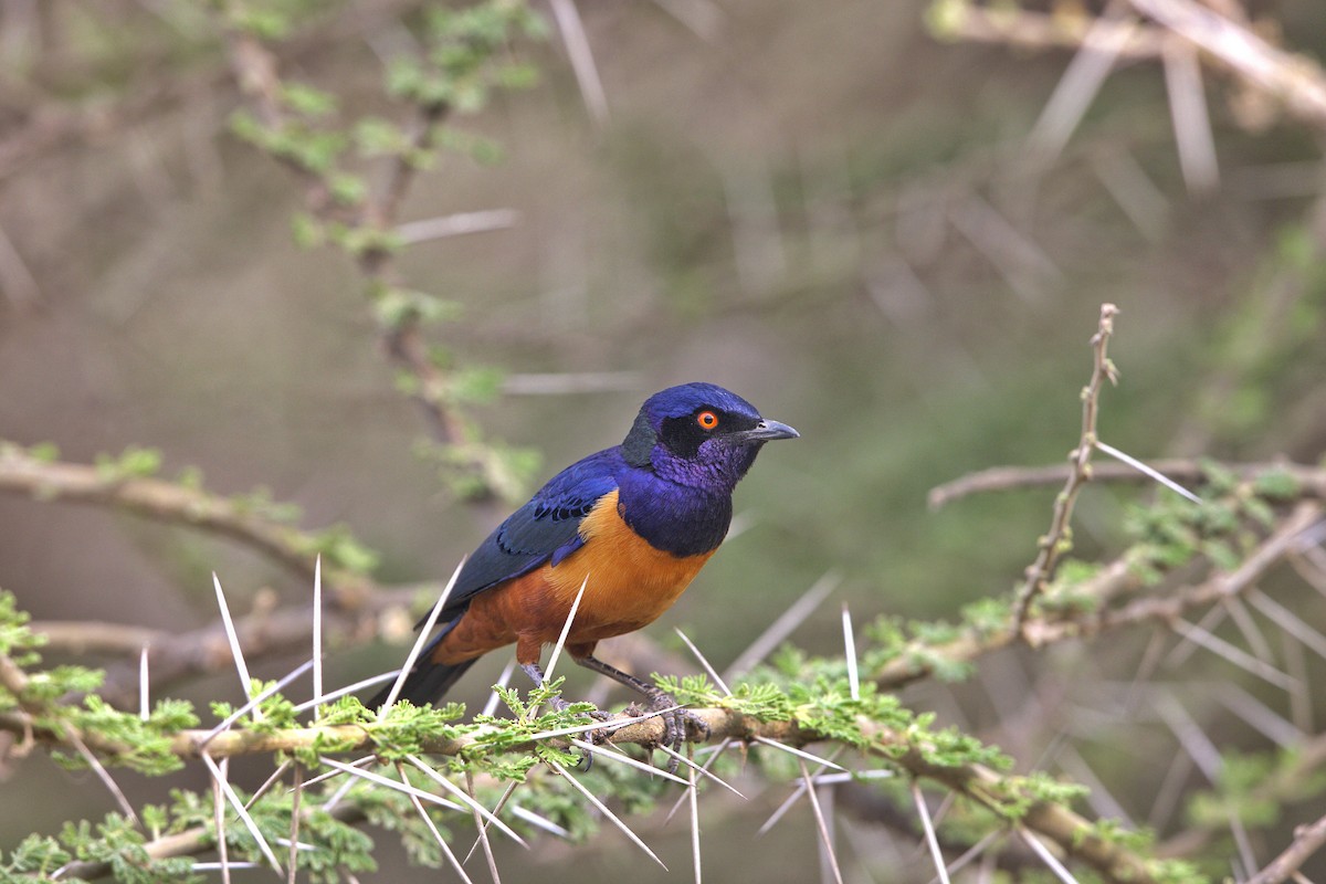 Hildebrandt's Starling - ML640349688