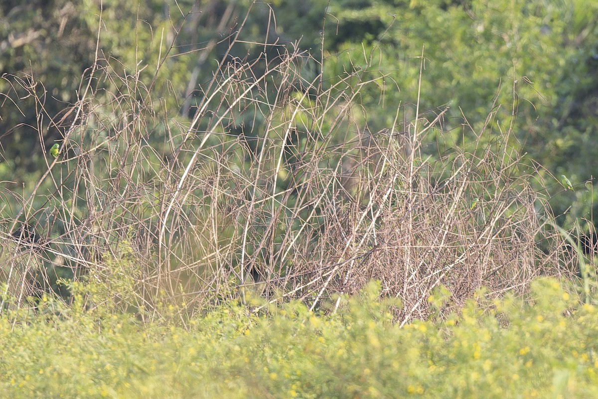 Riparian Parrotlet - ML640349691