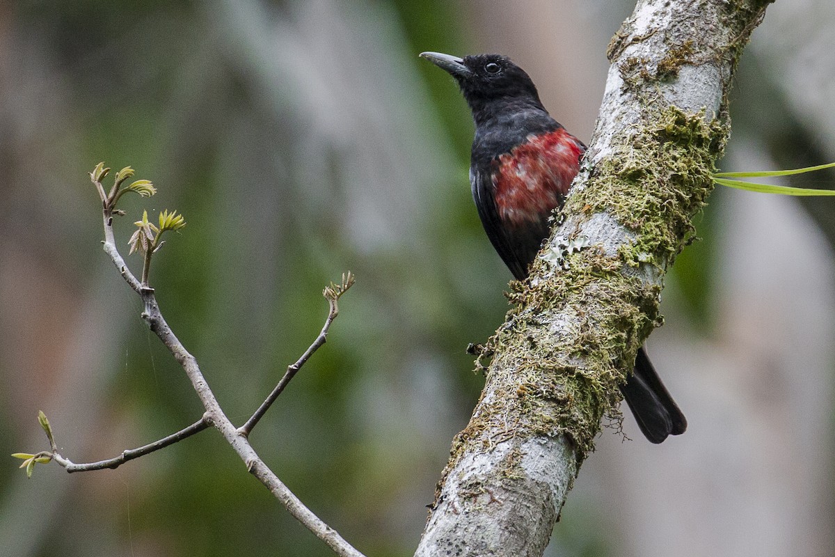 Black-and-crimson Oriole - ML640349707