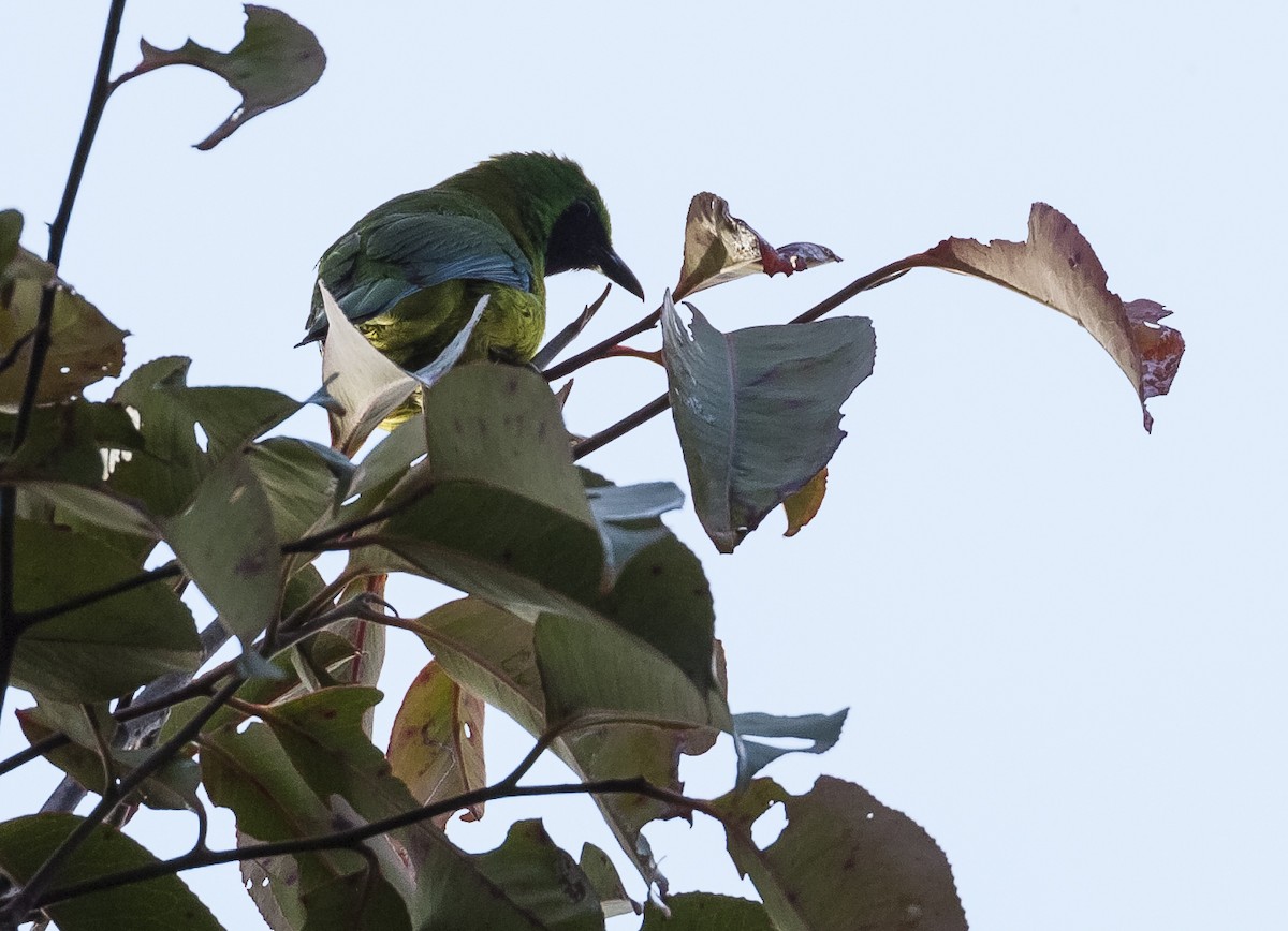 Borneoblattvogel - ML640349733