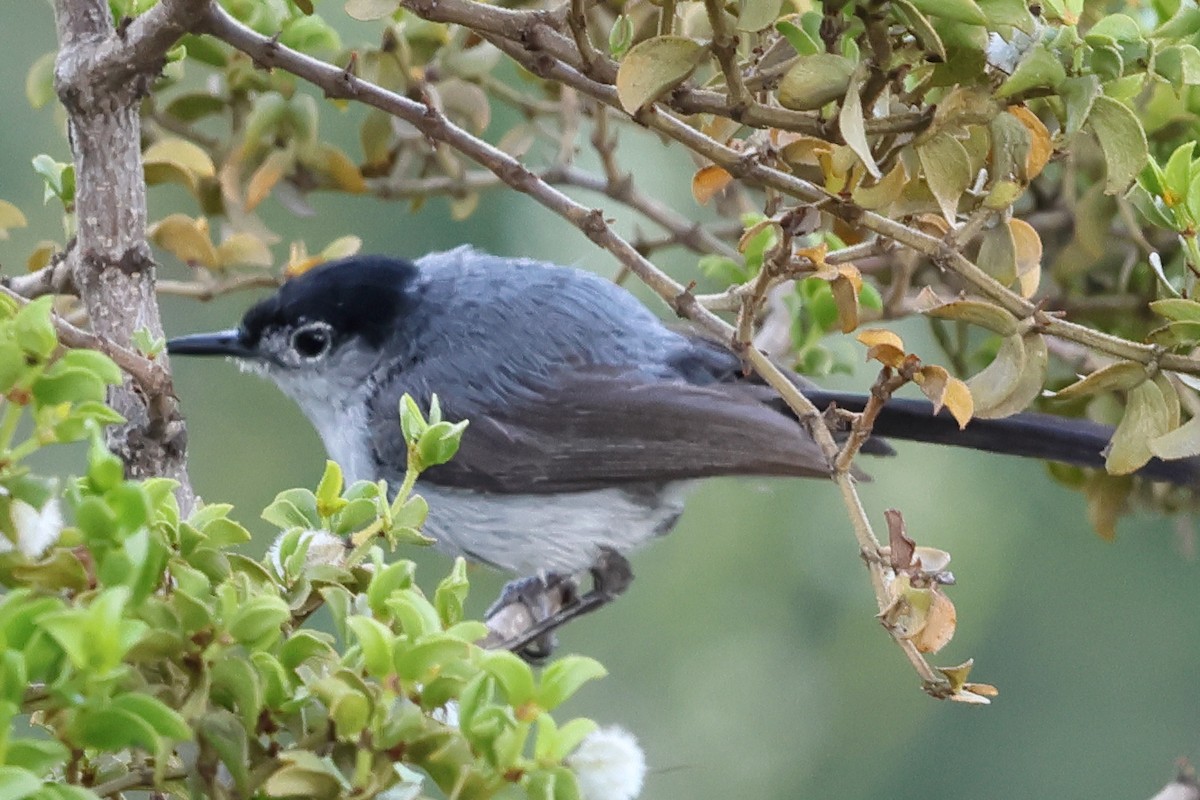 Black-tailed Gnatcatcher - ML640349783